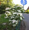Cornus kousa chinensis